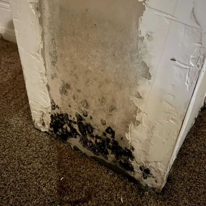 Professional Mold Removal in Davenport, WA